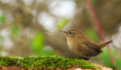 wren