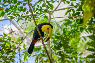 Keel-billed Toucan, Ramphastos sulfuratus, bird with big bill sitting on the branch in the forest, nature travel in central America, Playa del Carmen, Riviera Maya, Yu atan, Mexico