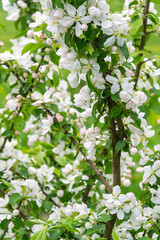 white blooming apple tree branch