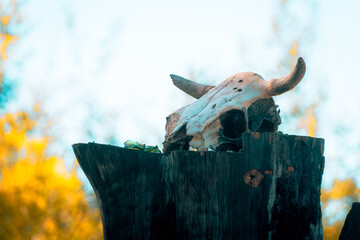 Calavera de cráneo de vaca en un tronco de árbol cortado