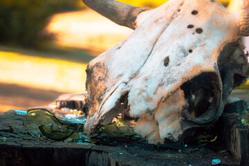 Calavera de cráneo de vaca en un tronco de árbol cortado