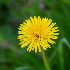 the flower of a simple yellow dandelion