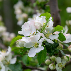 white blooming apple tree branch
