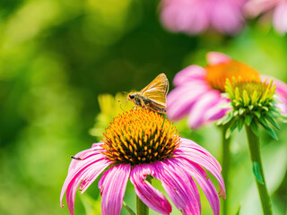 Close up shot of Dakota skipper butterfly in Botanica, The Wichita Gardens