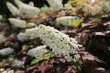 カシワバアジサイ