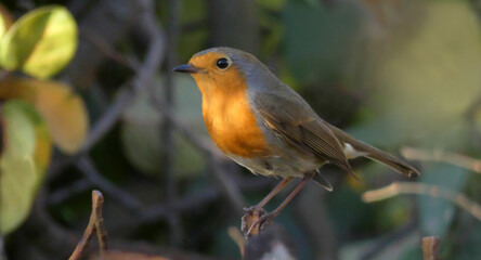 robin