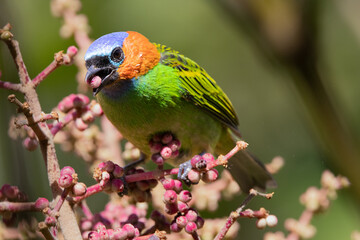Saíra militar (Tangara cyanocephala)