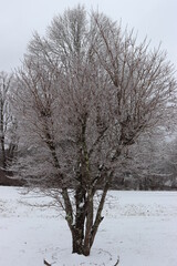 tree in snow