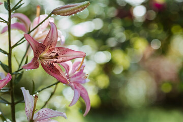 Summer photo or background with pink flowers. Beautiful natural scene with a flowering tree. Beautiful blooming lilies in a pink shade with drops .