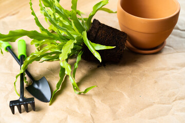 care for house plants, transplanting flowers into clay pots, soil for indoor plants