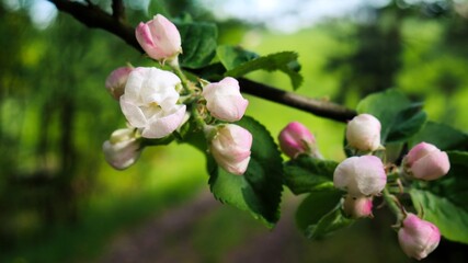 Kwiat dzikiej jabłoni