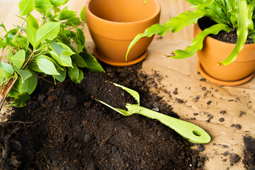 care for house plants, transplanting flowers into clay pots, soil for indoor plants