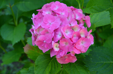 Сrimson color Hydrangea(Gartenzia) Macrophylla Princess Beatrix during blooming season. Close up photo outdoors. Gardening and cultivated flowers concept.