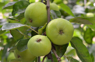  green apples grow on the branches of a tree in the orchard. Healthy vitamin lifestyle , cultivation and growing fruit trees concept. Close up photo outdoors