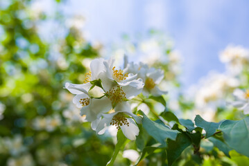 Sweetly scented white flowers of star jasmine or false jasmine climbing vine