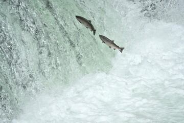 Hokkaido,Japan - June 23, 2022: Cherry salmons or Sakura-masu going upstream of Shari river,...