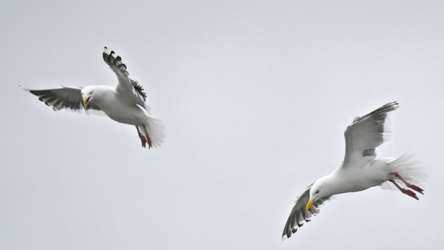Hokkaido,Japan - June 23, 2022: Hovering gulls in Rausu, Hokkaido, Japan
