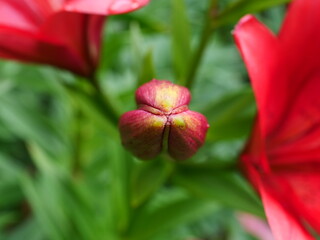 red and yellow tulip