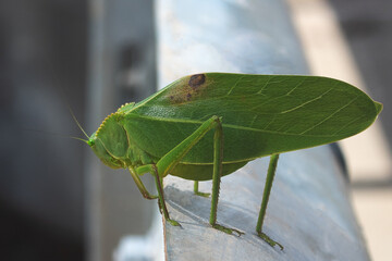 Grasshopper on a bridge before jumping off