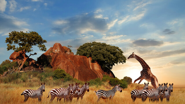 Tanzania. Africa. Giraffes and zebras in the African savanna at sunset. Serengeti National Park.