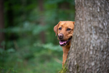 Red brown labrador dog behind a tree in the forest