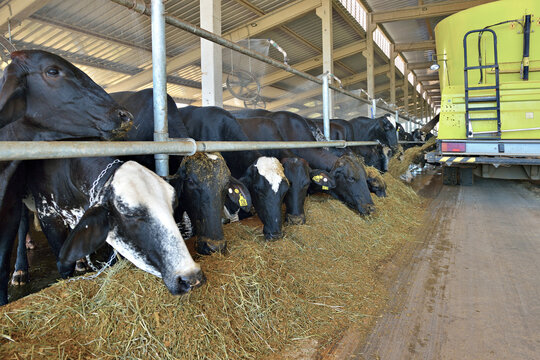 Gado em confinamento sendo alimentado com silagem