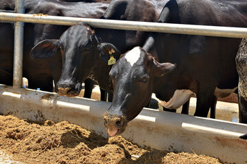 Vaca mostrando a l&iacute;ngua