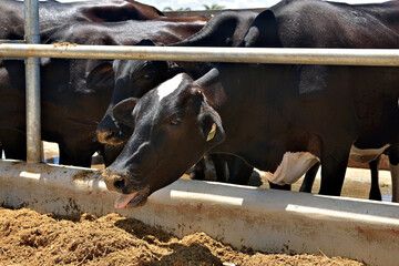 Vaca mostrando a língua