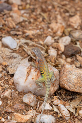 Male greater earless lizard, Cophosaurus texanus, in the Sonoran Desert. A colorful reptile native to the American Southwest in his natural habitat. Pima County, Tucson, Arizona, USA.