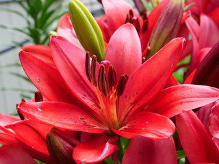 red and yellow lily