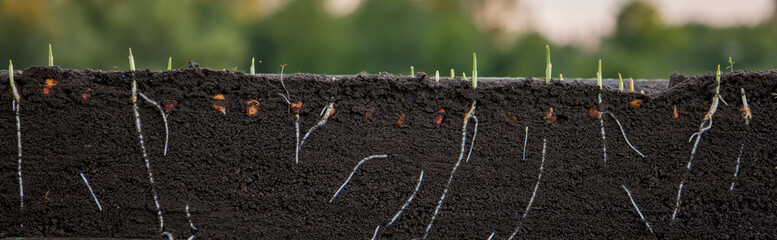Germinated shoots of corn in the soil with roots. Blurred background.