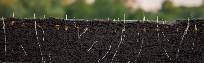 Poster Germinated shoots of corn in the soil with roots. Blurred background. © Олег Мальшаков