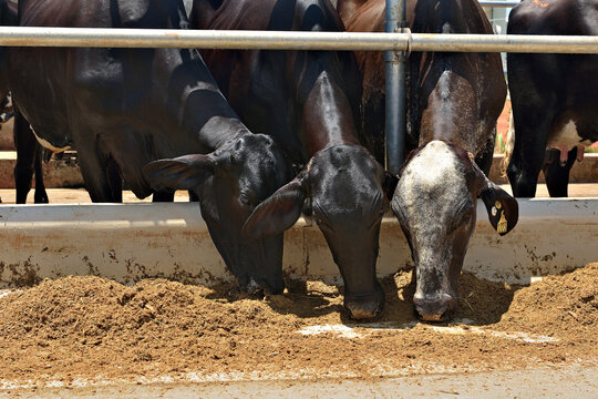 Gado em confinamento sendo alimentado com silagem