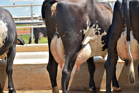 Uber de vaca leiteira em close-up
