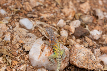 Male greater earless lizard, Cophosaurus texanus, in the Sonoran Desert. A colorful reptile native to the American Southwest in his natural habitat. Pima County, Tucson, Arizona, USA.