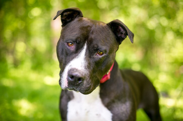 A black and white Pit Bull Terrier mixed breed dog looking at the camera with a head tilt