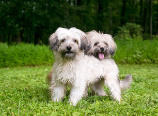 Naklejka na ściany i meble A pair of scruffy Terrier mixed breed dogs standing together outdoors
