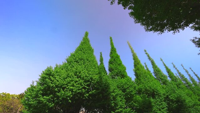 Rows of growing fresh green Gingko trees stand along Jingu Gaien Gingko Tree Avenue in springtime in Jingu Gaien, Chhiyoda Ward, Tokyo Japan on April 25, 2022.