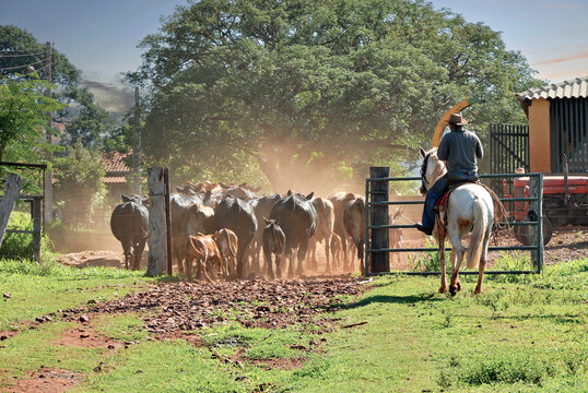 Peão boiadeiro tangendo boiada em direção a açude em fazenda do Pantanal  Sul, Pulsar Imagens