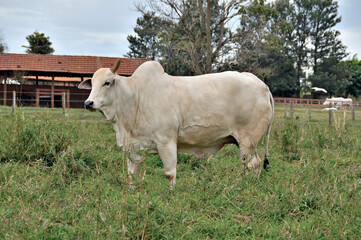 Touro Nelore em Piquete com pasto verde
