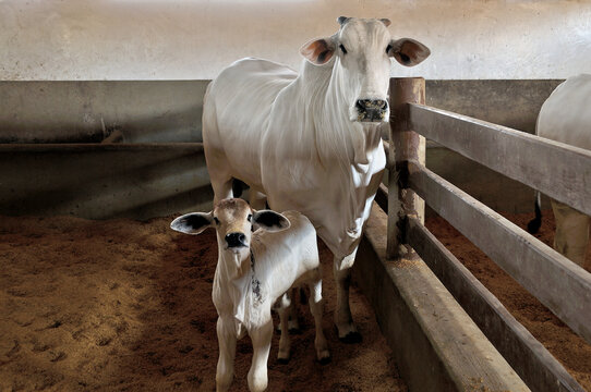 Vaca Nelore com bezerro