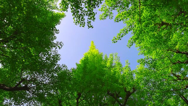 Rows of growing fresh green Gingko trees stand along Jingu Gaien Gingko Tree Avenue in springtime in Jingu Gaien, Chhiyoda Ward, Tokyo Japan on April 25, 2022.