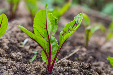 Young, sprouted beet growing in open ground flat bed into the garden. Growing vegetables at home.