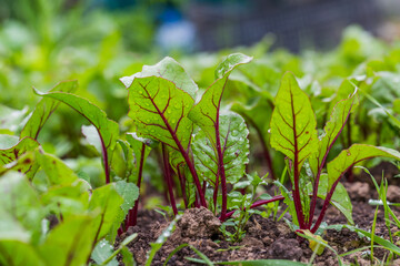 Young, sprouted beet growing in open ground flat bed into the garden. Growing vegetables at home.
