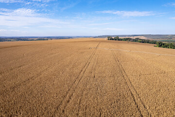 Fototapeta na wymiar Plantação de milho em pivô de irrigação.