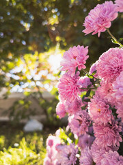 pink blossom on early hours, close-up