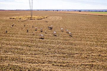 Gado pastando em &aacute;rea colhida de milho