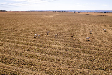 Gado pastando em área colhida de milho