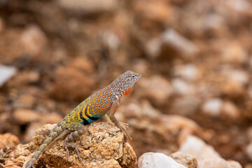 Male greater earless lizard, Cophosaurus texanus, in the Sonoran Desert. A colorful reptile native to the American Southwest in his natural habitat. Pima County, Tucson, Arizona, USA.