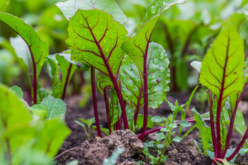 Young, sprouted beet growing in open ground flat bed into the garden. Growing vegetables at home.